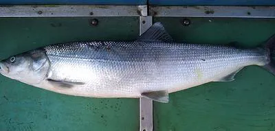 Sheefish (Stenodus leucichthys)