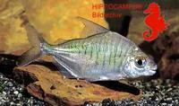 Sheep-pacu (Acnodon normani)