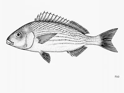 Sheephead grunt (Orthopristis cantharinus)