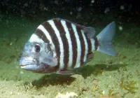 Sheepshead (Archosargus probatocephalus)