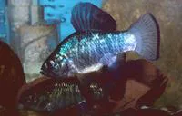 Sheepshead minnow (Cyprinodon variegatus variegatus)