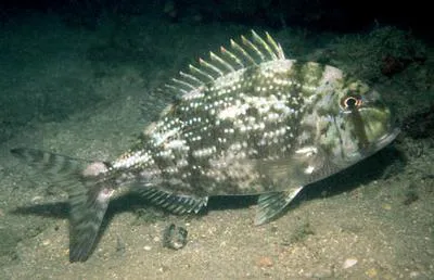 Sheepshead porgy (Calamus penna)