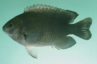 Sheila's damselfish (Chrysiptera sheila)