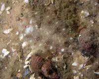 Shelf flounder (Etropus cyclosquamus)