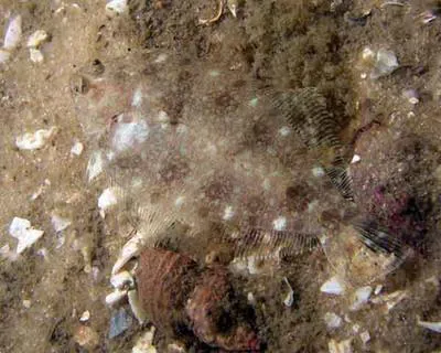 Shelf flounder (Etropus cyclosquamus)