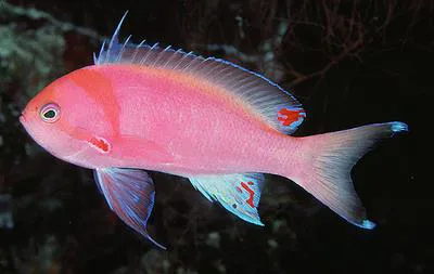 Shen's basslet (Pseudanthias sheni)