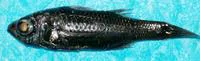 Sherborn's pelagic bass (Howella sherborni)