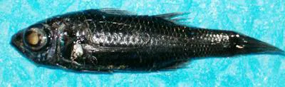 Sherborn's pelagic bass (Howella sherborni)