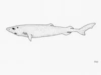 Sherwood dogfish (Scymnodalatias sherwoodi)
