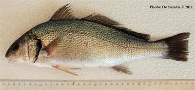 Shi drum (Umbrina cirrosa)