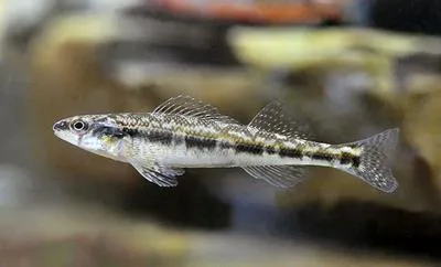Shield darter (Percina peltata)