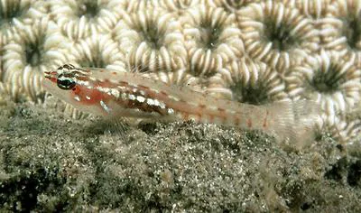 Shimada's pygmygoby (Eviota shimadai)