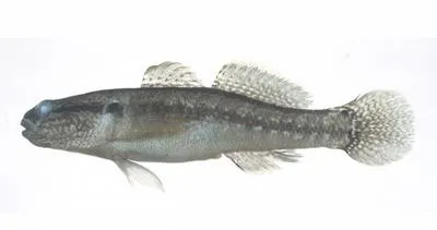 Shimofuri goby (Tridentiger bifasciatus)