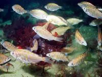 Shiner perch (Cymatogaster aggregata)