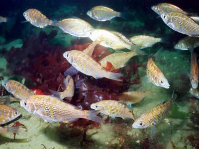 Shiner perch (Cymatogaster aggregata)