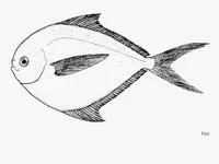 Shining butterfish (Peprilus ovatus)