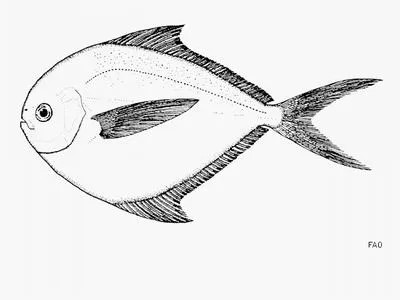 Shining butterfish (Peprilus ovatus)