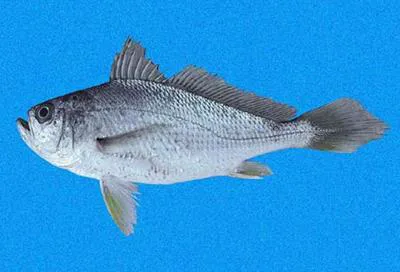 Shining drum (Larimus effulgens)
