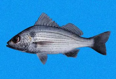 Shining grunt (Haemulopsis nitidus)