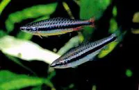 Shining pencilfish (Nannostomus nitidus)