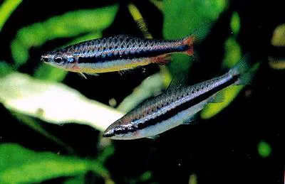 Shining pencilfish (Nannostomus nitidus)