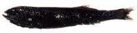 Shining tubeshoulder (Sagamichthys abei)