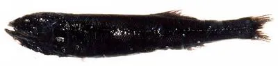 Shining tubeshoulder (Sagamichthys abei)