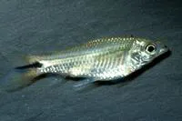 Shinyscaled curimata (Curimatopsis macrolepis)
