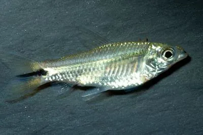 Shinyscaled curimata (Curimatopsis macrolepis)
