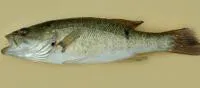 Shoal bass (Micropterus cataractae)