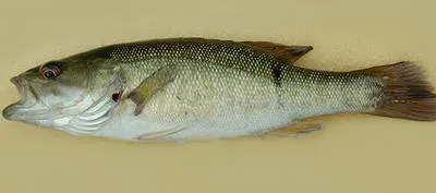 Shoal bass (Micropterus cataractae)