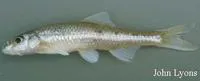 Shoal chub (Macrhybopsis hyostoma)