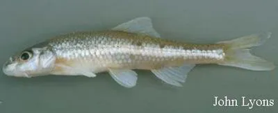 Shoal chub (Macrhybopsis hyostoma)