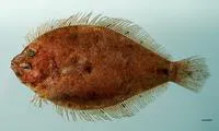 Shoal flounder (Syacium gunteri)