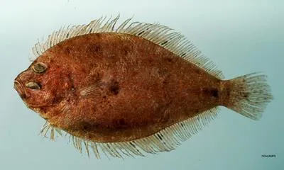 Shoal flounder (Syacium gunteri)