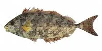 Shoemaker spinefoot (Siganus sutor)