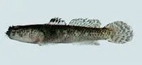 Shokihaze goby (Tridentiger barbatus)