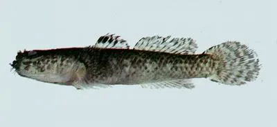 Shokihaze goby (Tridentiger barbatus)