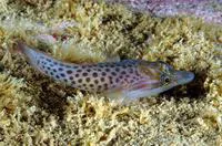 Shore clingfish (Lepadogaster lepadogaster)