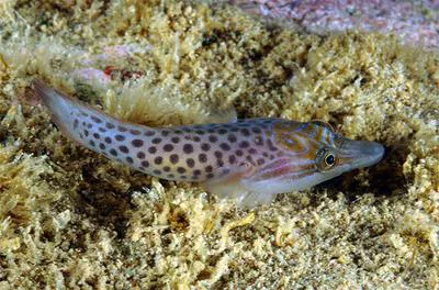 Shore clingfish (Lepadogaster lepadogaster)