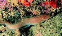 Shore rockling (Gaidropsarus mediterraneus)