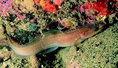 Shore rockling (Gaidropsarus mediterraneus)