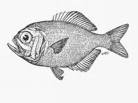 Short alfonsino (Centroberyx spinosus)