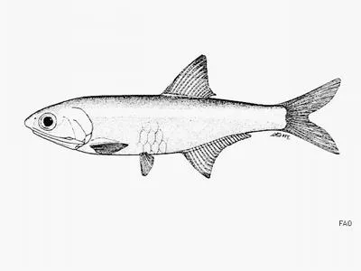 Short anchovy (Anchoa curta)