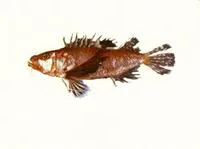 Short-armed waspfish (Apistops caloundra)