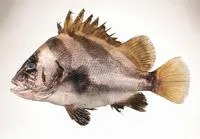 Short barbeled grunter (Hapalogenys nigripinnis)