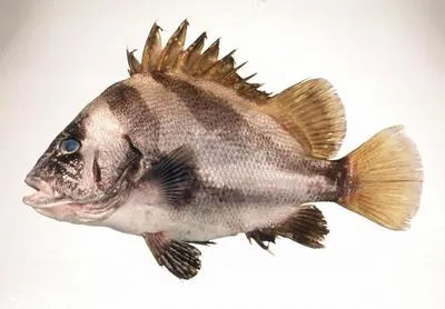 Short barbeled grunter (Hapalogenys nigripinnis)