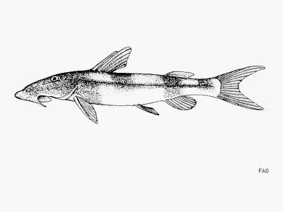 Short barbelled suckermouth (Chiloglanis brevibarbis)
