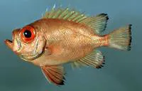 Short bigeye (Pristigenys alta)