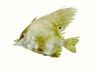 Short boarfish (Parazanclistius hutchinsi)